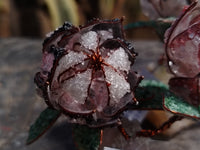 Hand Made Gemstone Protea Flower Trees x 3 From South Africa - Toprock Gemstones and Minerals