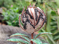 Hand Made Gemstone Protea Flower Trees x 3 From South Africa - Toprock Gemstones and Minerals