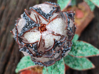 Hand Made Gemstone Protea Flower Trees x 3 From South Africa - Toprock Gemstones and Minerals