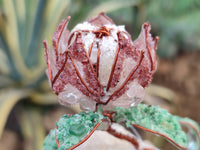 Hand Made Gemstone Double Protea Flower Trees x 3 From South Africa - Toprock Gemstones and Minerals