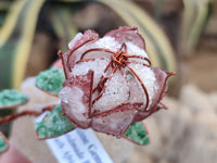Hand Made Gemstone Double Protea Flower Trees x 3 From South Africa - Toprock Gemstones and Minerals