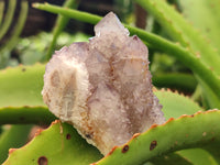 Natural Dark Amethyst Spirit Quartz Clusters x 12 From Boekenhouthoek, South Africa - Toprock Gemstones and Minerals