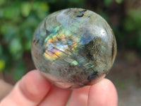 Polished Labradorite Palm Stones x 16 From Tulear, Madagascar - Toprock Gemstones and Minerals