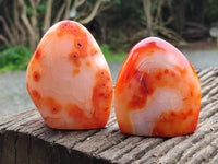 Polished Carnelian Standing Free Forms x 5 From Madagascar - Toprock Gemstones and Minerals