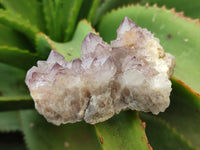 Natural Dark Amethyst Spirit Quartz Clusters x 12 From Boekenhouthoek, South Africa - Toprock Gemstones and Minerals