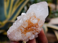 Natural Mixed Spirit Quartz Clusters x 24 From Boekenhouthoek, South Africa - Toprock Gemstones and Minerals
