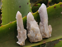 Natural Fairy Spirit Quartz Clusters x 35 From Boekenhouthoek, South Africa - Toprock Gemstones and Minerals