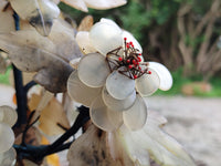 Hand Made Gemstone Tree x 1 From Southern Africa - Toprock Gemstones and Minerals