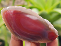 Polished On One Side Red Sashe River Agate Nodules x 24 From Zimbabwe - Toprock Gemstones and Minerals