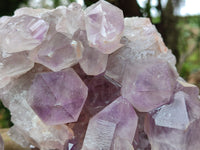 Natural Jacaranda Amethyst Quartz Cluster x 2 From Mumbwa, Zambia - Toprock Gemstones and Minerals