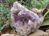 Natural Large Jacaranda Amethyst Quartz Cluster x 1 From Mumbwa, Zambia - Toprock Gemstones and Minerals
