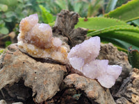 Natural Ametrine Spirit Quartz Clusters x 12 From Boekenhouthoek, South Africa - Toprock Gemstones and Minerals