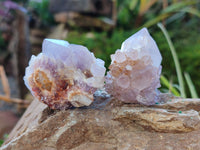 Natural Ametrine Spirit Quartz Crystals x 27 From Boekenhouthoek, South Africa - Toprock Gemstones and Minerals