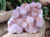 Natural Cactus Flower Ametrine Spirit Quartz Clusters x 2 From South Africa - Toprock Gemstones and Minerals