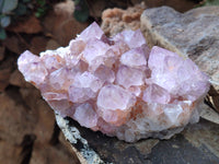 Natural Cactus Flower Ametrine Spirit Quartz Clusters x 2 From South Africa - Toprock Gemstones and Minerals