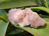 Natural Cactus Flower Ametrine Spirit Quartz Clusters x 2 From South Africa - Toprock Gemstones and Minerals