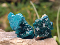 Natural Dioptase On Dolomite Specimens x 12 From Likasi, Congo - Toprock Gemstones and Minerals