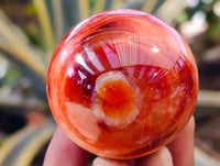 Polished Carnelian Agate Spheres x 6 From Madagascar - Toprock Gemstones and Minerals