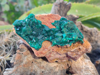 Natural Large Dioptase On Dolomite Specimens x 3 From Mashamba East Mine, Congo - Toprock Gemstones and Minerals
