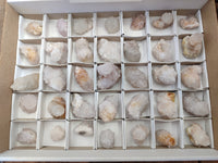 Natural Single White Cactus Flower Spirit Quartz Crystals x 35 From South Africa - Toprock Gemstones and Minerals