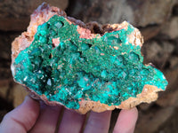 Natural Large Dioptase On Dolomite Specimens x 3 From Mashamba East Mine, Congo - Toprock Gemstones and Minerals
