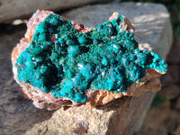 Natural Large Dioptase On Dolomite Specimens x 3 From Mashamba East Mine, Congo - Toprock Gemstones and Minerals
