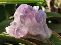 Natural Jacaranda Amethyst Quartz Cluster x 6 From Mumbwa, Zambia - Toprock Gemstones and Minerals