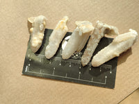 Natural Fairy Spirit Quartz Crystals x 35 From Boekenhouthoek, South Africa - Toprock Gemstones and Minerals