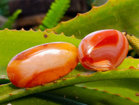Polished Carnelian Palm Stones x 35 From Madagascar - Toprock Gemstones and Minerals