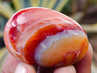Polished Carnelian Palm Stones x 35 From Madagascar - Toprock Gemstones and Minerals