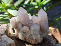 Natural Lilac Cactus Spirit Quartz Clusters x 6 From South Africa - Toprock Gemstones and Minerals