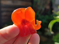 Polished Carnelian Agate Elephant Fridge Magnets - Sold per Item - From China - Toprock Gemstones and Minerals