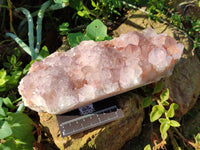 Natural Cactus Flower Amethyst Spirit Quartz Cluster x 1 From South Africa - Toprock Gemstones and Minerals