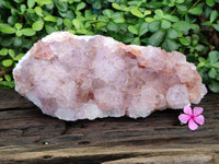 Natural Cactus Flower Amethyst Spirit Quartz Cluster x 1 From South Africa - Toprock Gemstones and Minerals