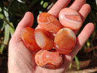 Polished Carnelian Palm Stones x 35 From Madagascar - Toprock Gemstones and Minerals