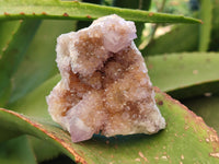 Natural Cactus Flower Amethyst Spirit Quartz Clusters x 5 From South Africa - Toprock Gemstones and Minerals