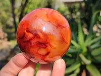 Polished Carnelian Agate Spheres x 3 From Madagascar - Toprock Gemstones and Minerals
