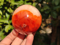 Polished Carnelian Agate Spheres x 3 From Madagascar - Toprock Gemstones and Minerals
