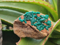 Natural Dioptase Specimens x 6 From Likasi, Congo - Toprock Gemstones and Minerals