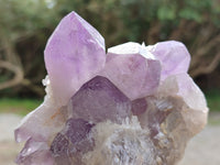 Natural Jacaranda Amethyst Quartz Cluster x 3 From Mumbwa, Zambia - Toprock Gemstones and Minerals