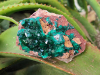 Natural Dioptase On Dolomite Specimens x 3 From Likasi, Congo - Toprock Gemstones and Minerals