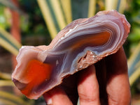 Polished On One Side Red Sashe River Agate Nodules x 12 From Zimbabwe - Toprock Gemstones and Minerals