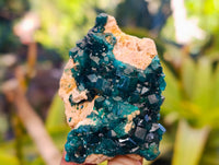 Natural Dioptase On Dolomite Specimens x 12 From Likasi, Congo - Toprock Gemstones and Minerals
