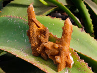 Natural Golden Limonite Fairy Spirit Quartz Clusters x 24 From South Africa - Toprock Gemstones and Minerals