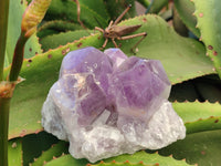 Natural Jacaranda Amethyst Quartz Cluster x 2 From Mumbwa, Zambia - Toprock Gemstones and Minerals