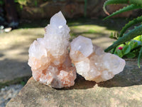 Natural Lilac Cactus Spirit Quartz Clusters x 6 From South Africa - Toprock Gemstones and Minerals