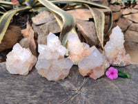 Natural Lilac Cactus Spirit Quartz Clusters x 6 From South Africa - Toprock Gemstones and Minerals