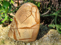 Polished Picture Stone Jasper Standing Free Forms x 2 From Ais-Ais, Namibia - Toprock Gemstones and Minerals