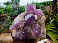 Natural Jacaranda Amethyst Quartz Cluster x 1 From Mumbwa, Zambia - Toprock Gemstones and Minerals