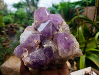 Natural Jacaranda Amethyst Quartz Cluster x 1 From Mumbwa, Zambia - Toprock Gemstones and Minerals